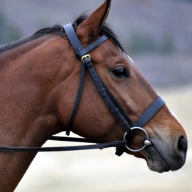 Bridle